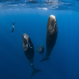 邦題『パトリックとクジラ 6000日の絆』（原題：『Patrick and the Whale』）8/28(金)に日本公開が決定／ポスタービジュアル＆予告編解禁