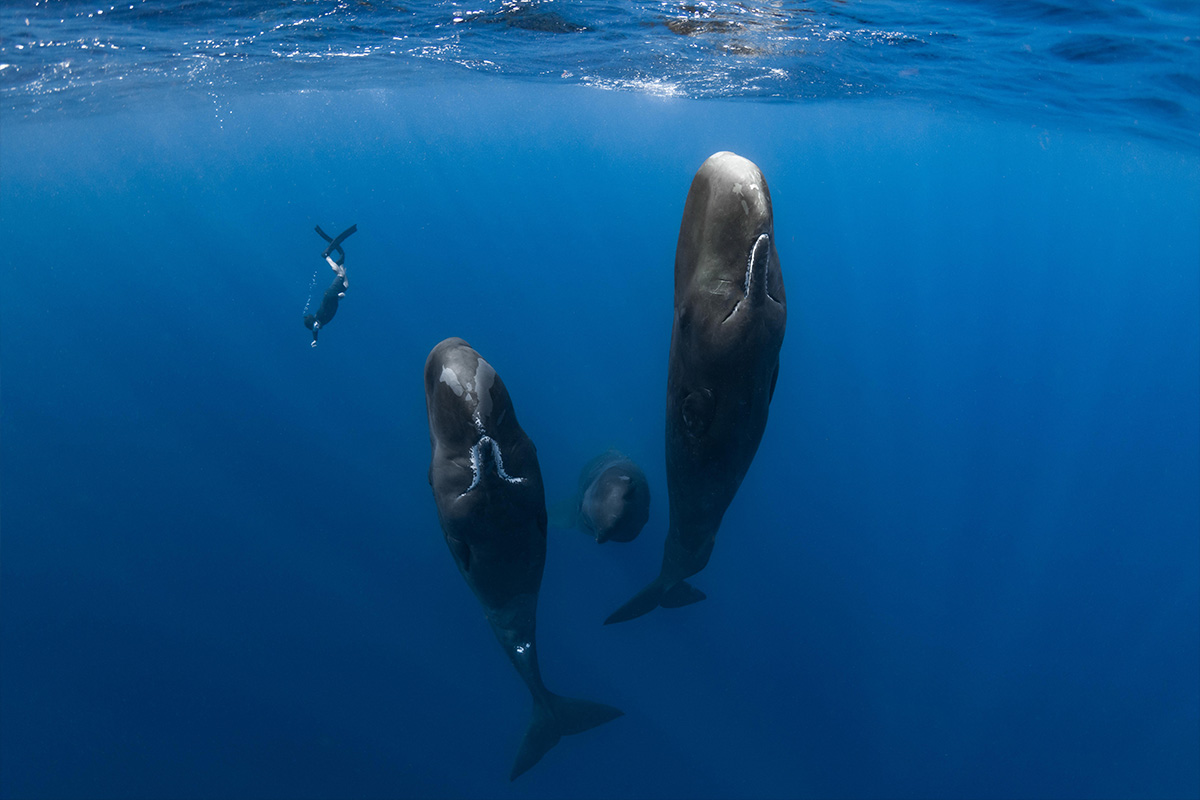 邦題『パトリックとクジラ 6000日の絆』(原題:『Patrick and the Whale』)8/28(金)に日本公開が決定/ポスタービジュアル&予告編解禁